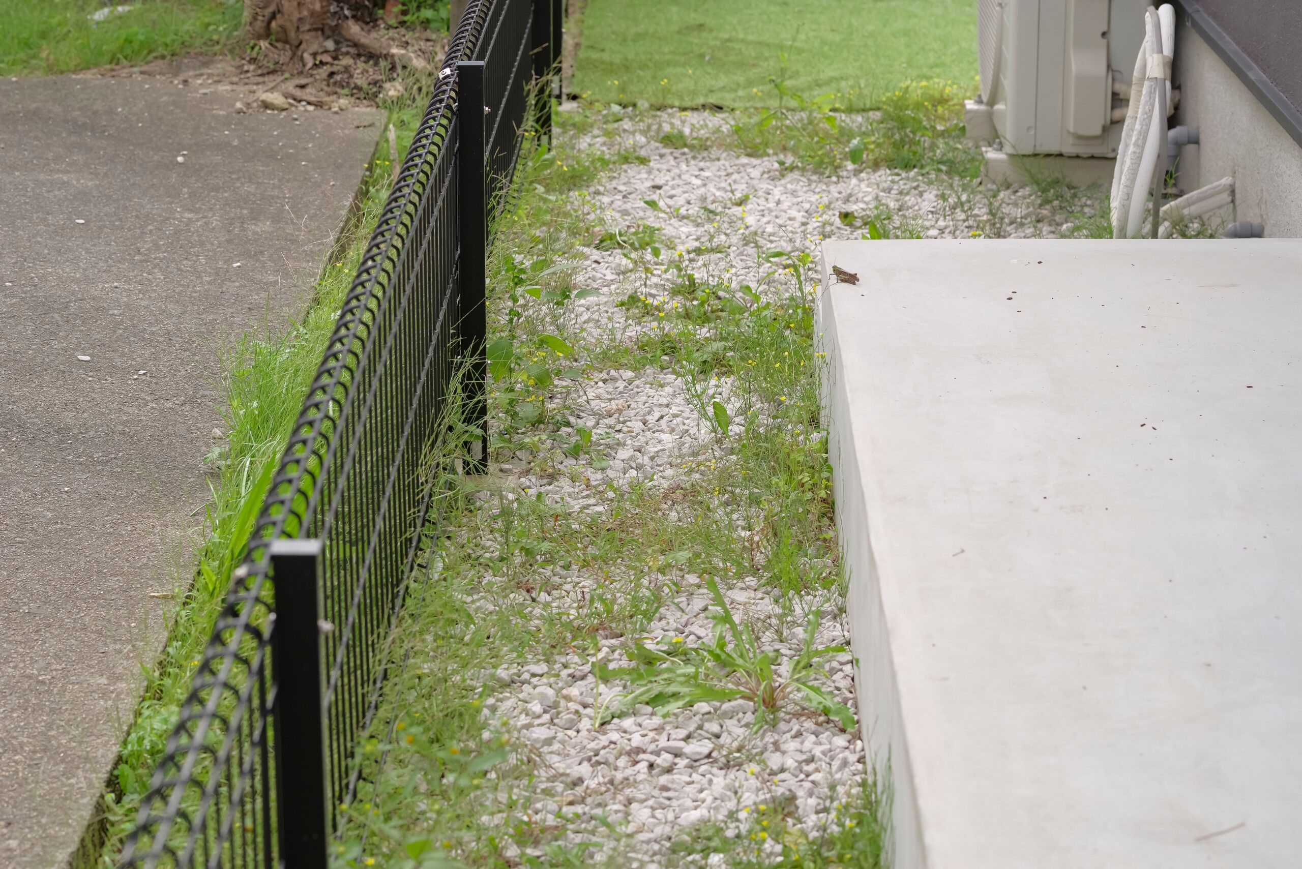 住宅のフェンス沿いに伸びた雑草